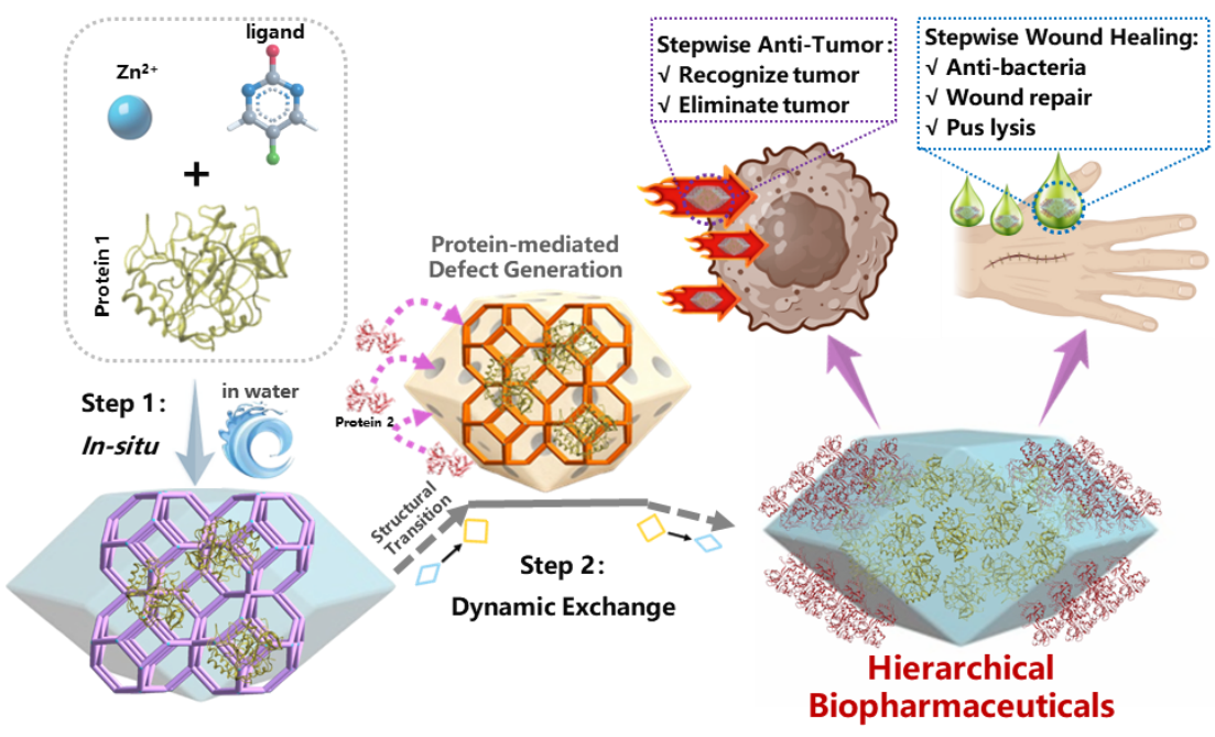 过程工程所创新多层级生物大分子协同固定型生物药载体平台