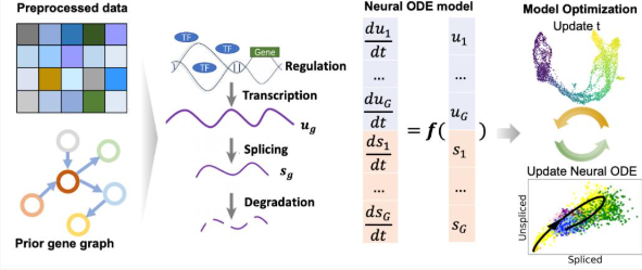 科学家开发新方法描述基因表达动态过程